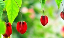 无论妻子美丑都不会嫌弃的3生肖男，对婚姻负责，一生只爱一个人