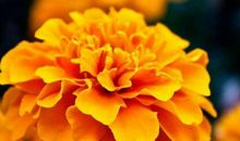 真爱降临，情路一帆风顺的生肖，2020年发财发福又发家