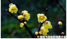 未来4年“喜中上上签”，3生肖好运常在，财源在身，大放异彩！