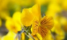 总爱对亲近的人发脾气的3大生肖，关系越好，越容易发脾气