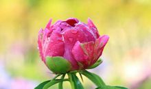 变身大富豪的三生肖，十一月遇大喜，财运翻倍，贵人送财