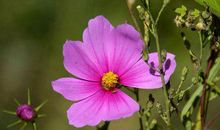 2020年好运加持，万事如意，生活越过越富有，福财双收的生肖