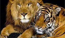 朋友出事不开口也会前往辅佐的生肖女