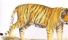 为了爱人，赴汤蹈火也愿意的3生肖男，结婚后变成更好的人