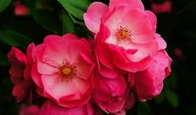 恭喜四生肖横财多得是，10月18号开始连续赚大钱，一生过得幸福美满!