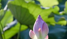 本月过完后财路开，3生肖财气迸发，金钱遍地开花，结束贫苦生活