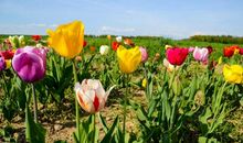 11月2号开始有贵人扶持，四生肖天天都有钱进账，数钱数到手抽筋!