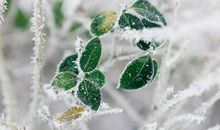 12生肖出生于农历这几个月运势最好（一）