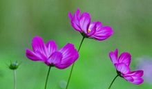 好运统统来，腰包鼓鼓的生肖，10月底财富不断进家门，前途似锦