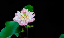 10月末开始财气横生，3生肖喜讯不断传，带财进家门，天天数钱忙