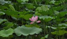 3生肖，在11月前有财神送喜，后有贵人撑腰