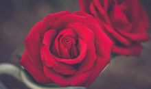 11月中旬，财运常在，贵人出力，事业逢春的3生肖