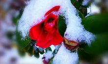 2019年霉运运去，八方来财，喜事连连，生活幸福安康的生肖