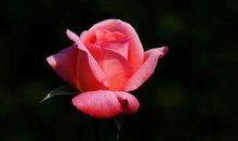 11月财神帮，月老宠的生肖，双喜临门，爱情事业双丰收