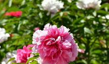 11月赚钱越来越多，金山银山往家搬的生肖，走横财大运，要发达