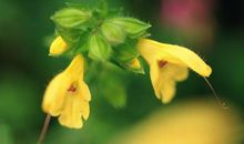 10月29日，吉运笼罩，万事大吉，喜事不断，3生肖翻身成土豪