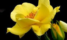 11月横财不断，富贵不愁的生肖，年底前要暴富，以后生活富足