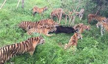 十二生肖2020年1月运程