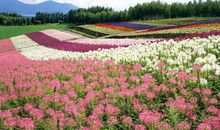 11月起三番两次发横财，事业红火的四大生肖，财源堆满山