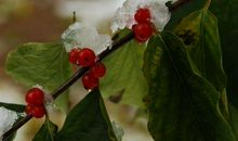 未来15天喜事盈门，财富越来越多的生肖，金库大爆仓，钱财满溢