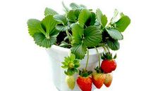 客厅盆栽如何摆放能够提升风水呢