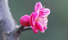 一生受人敬仰，贵人扶持，福运围绕的生肖，11月财运飙升家业兴旺