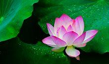 财运数不尽的3生肖，10月过完，喜鹊送大喜，财源颇丰