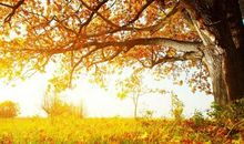 1969年属鸡人贵人是谁？1969年属鸡人2019年运势如何？(图文)