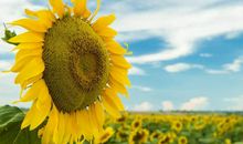 从小性格内向的3生肖，内心比较自卑，特别害怕与人社交