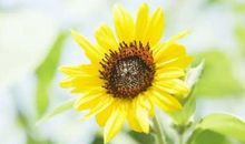 喜欢宅在家里的3大生肖，性格内向不喜欢社交，你中招了吗？