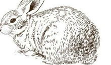 属兔人出生在这几个时间最好，天生富人命，命中带财，贵人如云