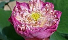 脾气越好越有本事的3大生肖男，成熟稳重，给人安全感