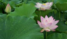 2020年开始运势稳中有升，得上天眷顾，幸运不期而遇的四属相