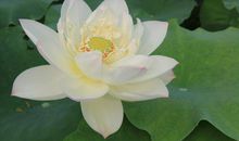 未来30天吉星庇佑，财运一路上涨，赚大钱十分容易的四属相