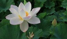 未来两年运势高涨，财运入门，将会有大笔横财收入囊中的四属相