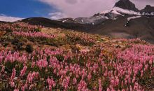财神傍身，福气满满的生肖，婚后老公宠爱，子女孝顺有出息