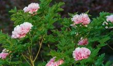 11月5号起财运令人羡慕的生肖，不缺机遇不缺钱，生活不再辛苦