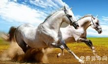 属马的天秤座命运很好，头脑非常聪明适合当领导人物