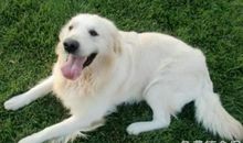 属狗的水瓶座命运非常好，不仅能有贵人相助事业也很成功