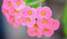 好运旺上加旺，接财接福的生肖，10月财神入门，必能成为人上人