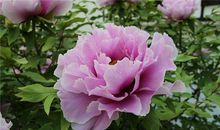 1989年的生肖何时好运(图文)