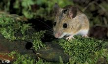 横财百万又怎样！24日财运好运势旺，必富贵3生肖