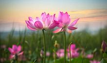 不适合结为夫妻的3对生肖，两人感情不合，婚后吵架不断