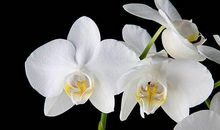 婚后不会看别的女生一眼的生肖男，对爱人忠诚，一生不离不弃