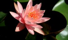 明天开始财运无比亨通，迎来滔天好运，四属相前有鸿运，后有贵人