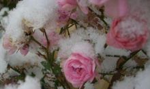 11月好运加持，富贵双至，桃花挡不住，财气逼人的3生肖