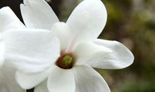 未来半月迎来财运吉星出现，财运不断提高，收入稳定增长的四属相