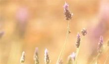 不喜欢欠人情的3大生肖，天生傲骨，有困难自己扛