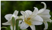 近期事业有突破，喜迎门的3大生肖，桃花开，好运开！