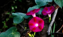 11月运势一飞冲天，好运不断，商场得意，万事如意的四属相